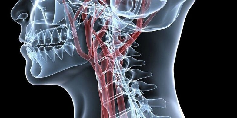 Vasos sanguíneos da columna cervical